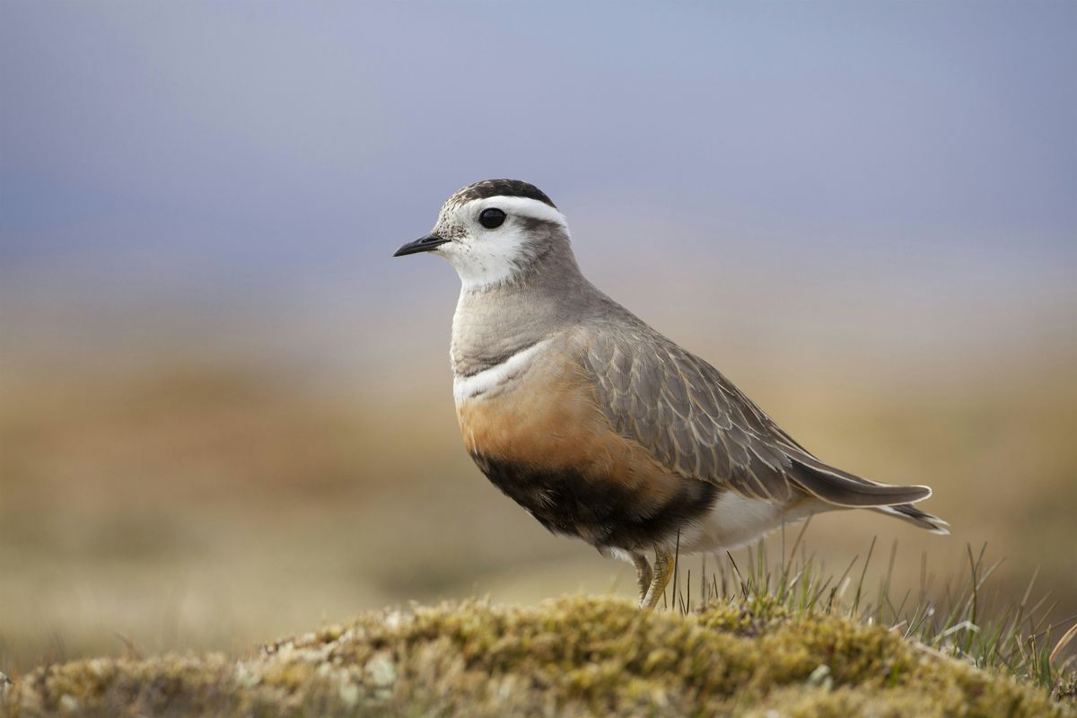 A talk on the BTO in Scotland: linking birds, science and people