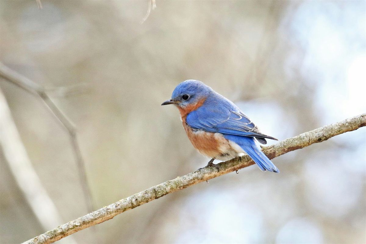 Birding for Beginners