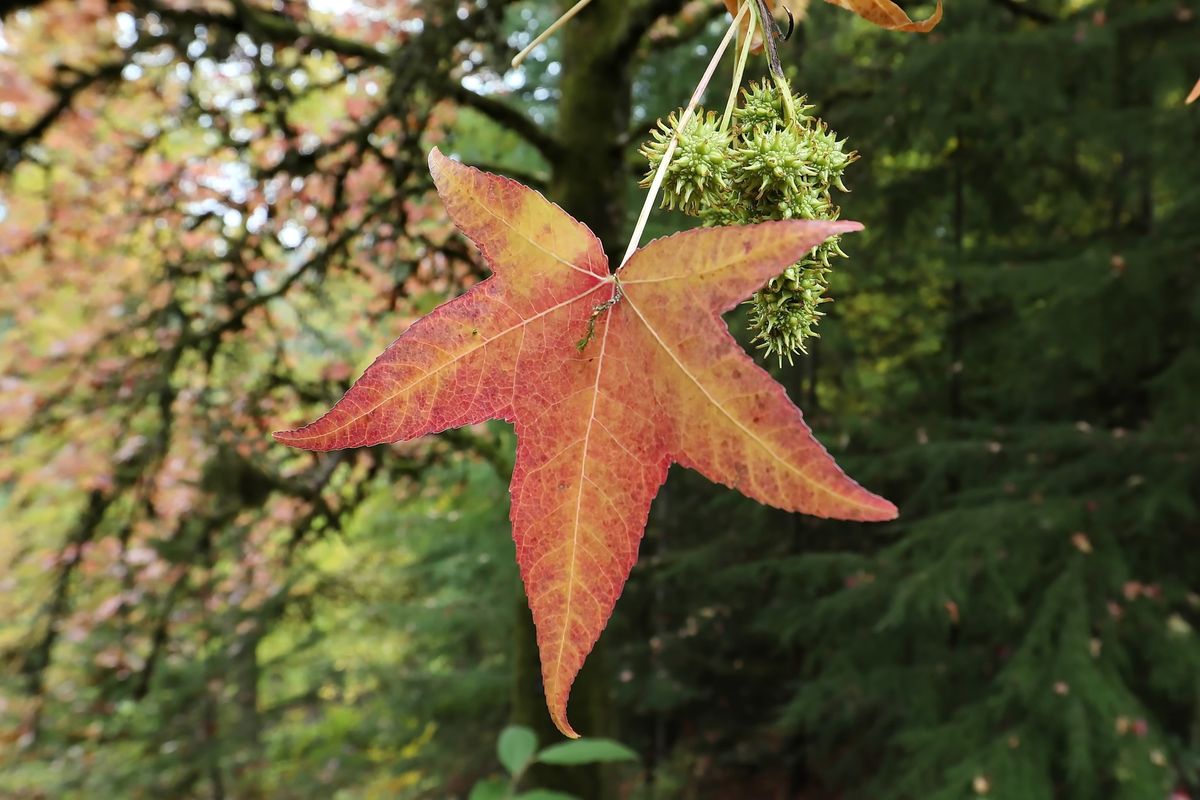 Queer & Trans Community Forest Bathing