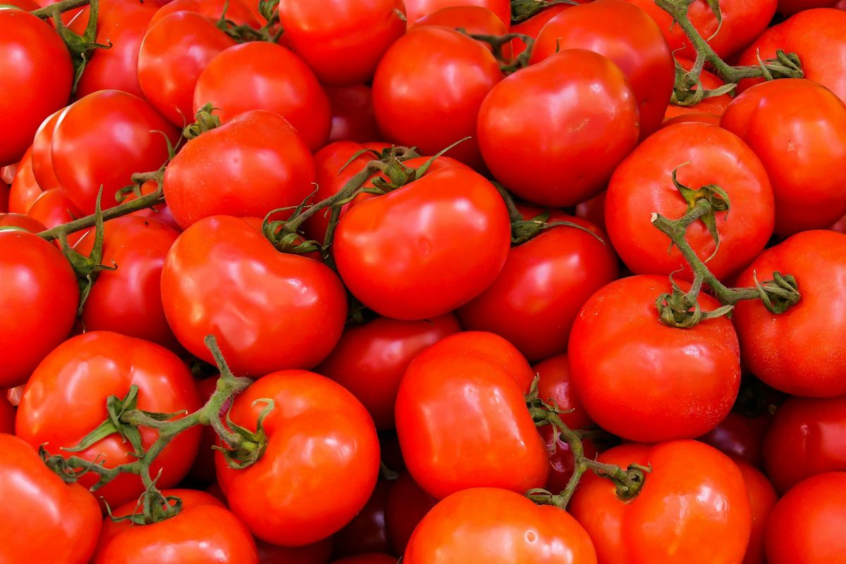 Tomato Potting & Seed Starting