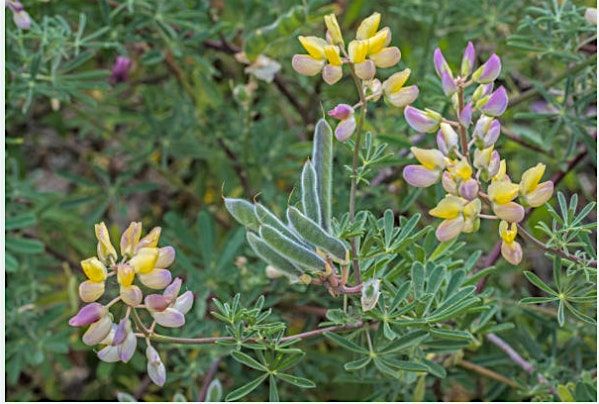 Meet your local California Native plants!