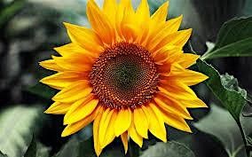 Sunflower Design Class.. Learn how to Design with your Fresh10 flowers!