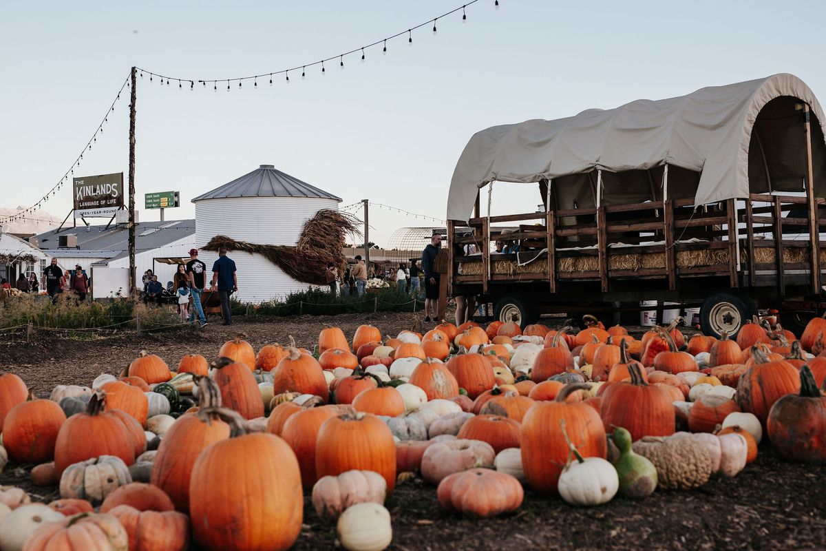 Pumpkin Patch