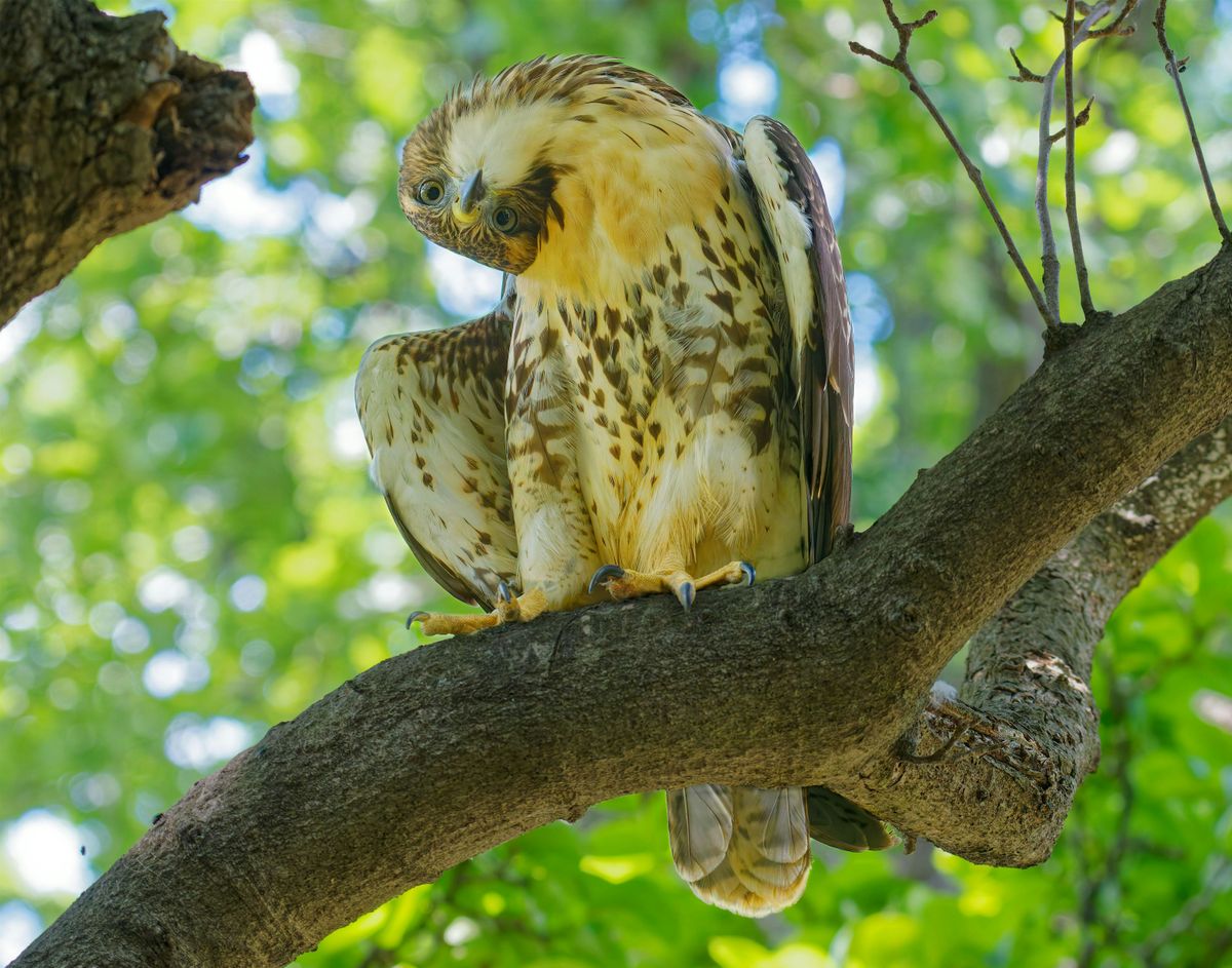 How Science Helps Birds - Part II