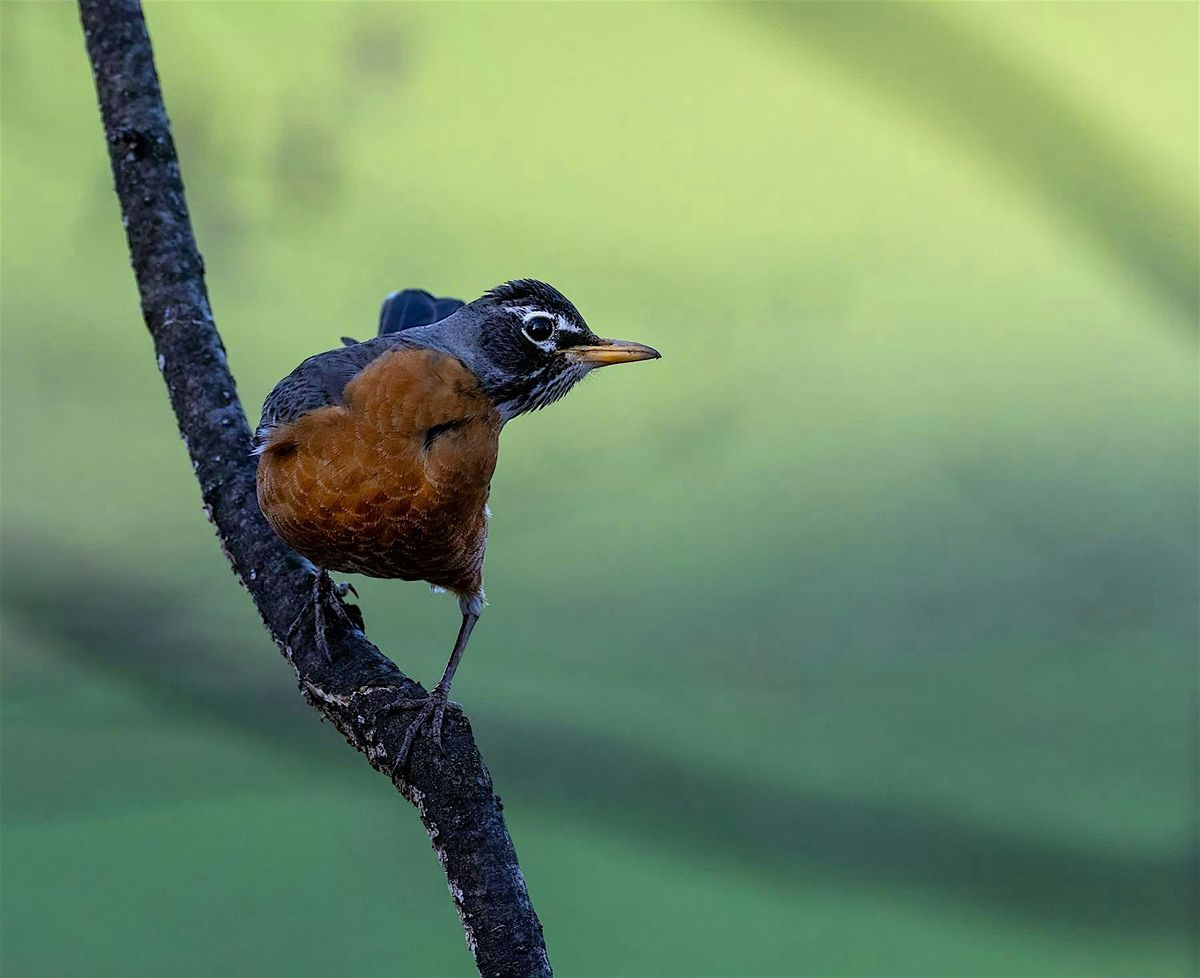 All About Birds: Autumn Birding