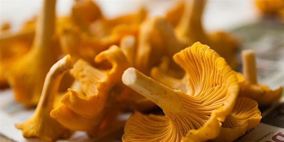 Mushroom Foraging 101
