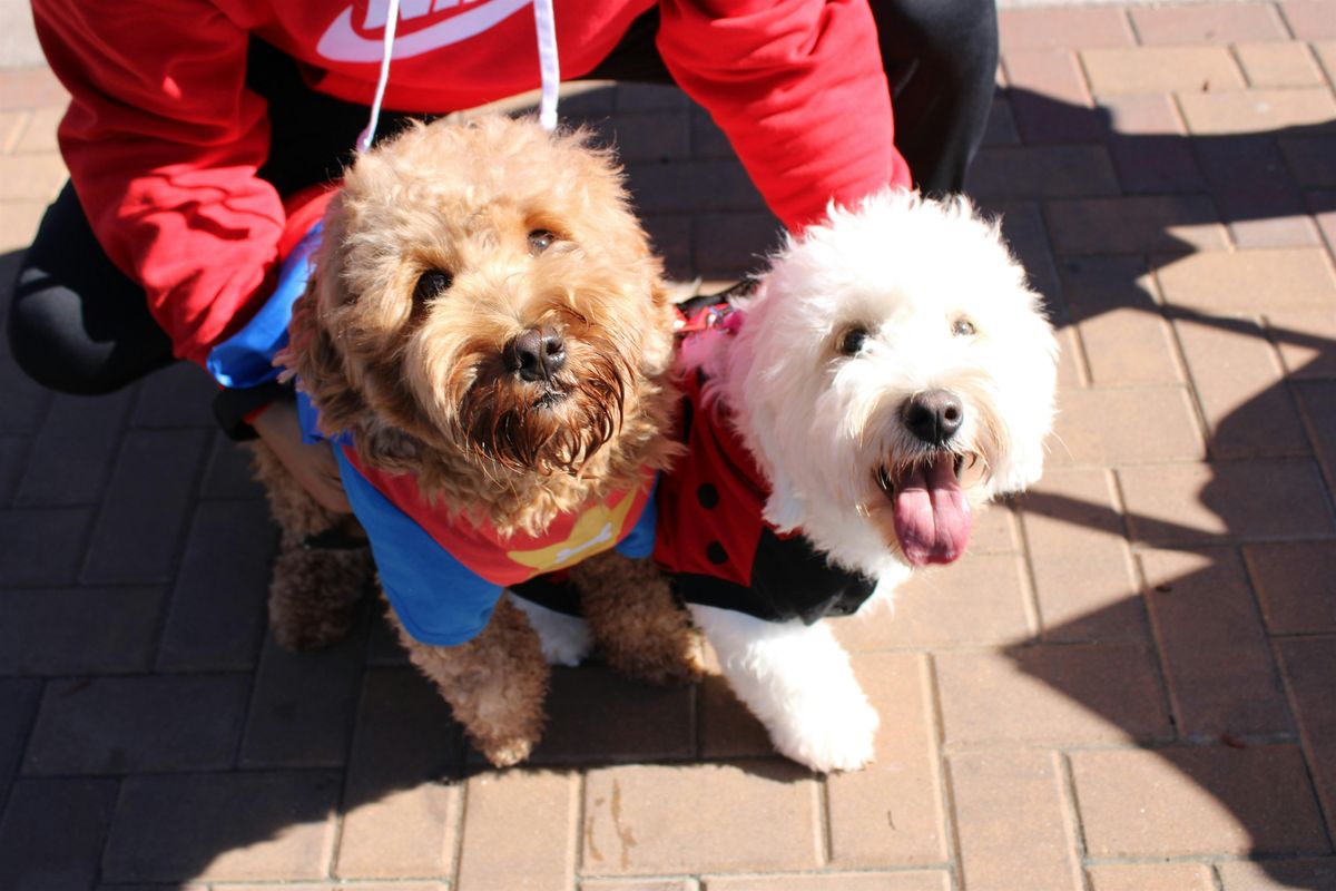 Yonkers Downtown Annual Halloween Pet Parade & Fashion Contest