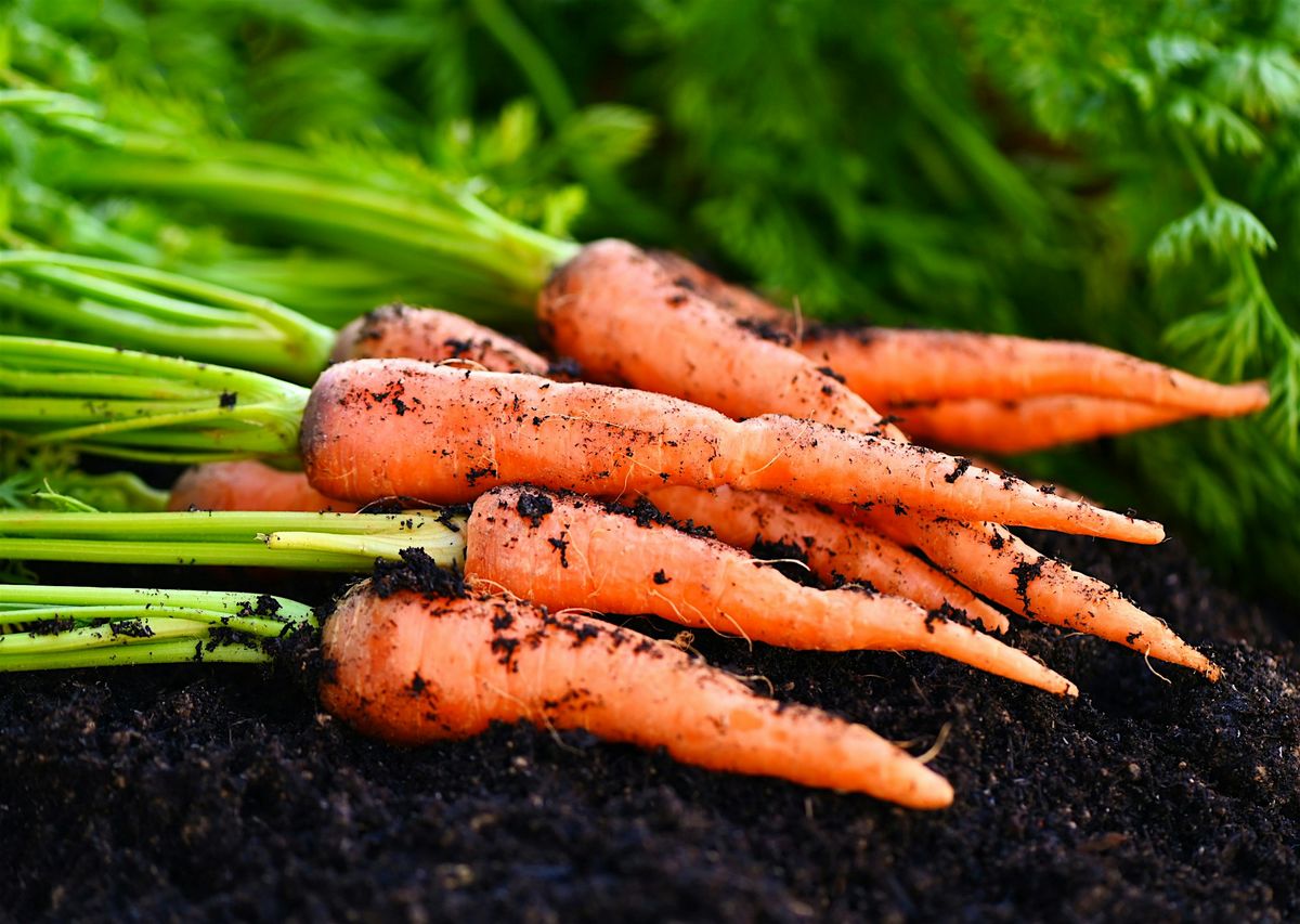 Growing Winter Vegetables and Herbs in Containers