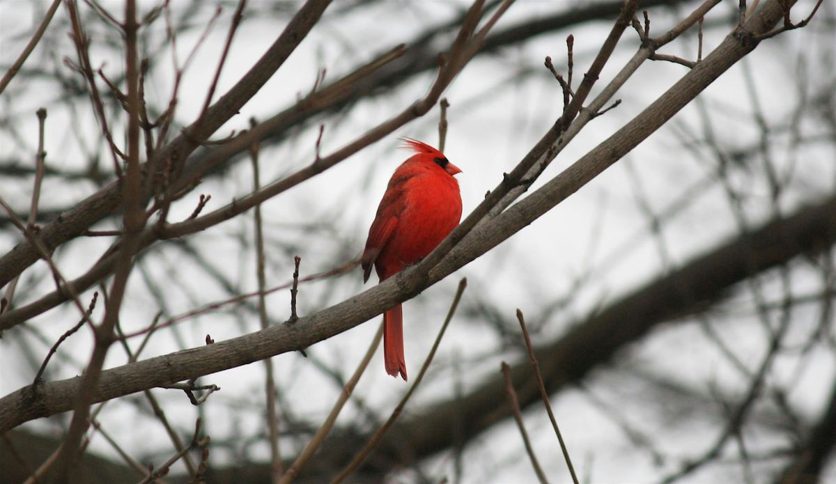 Formation FeederWatch (en Fran\u00e7ais)