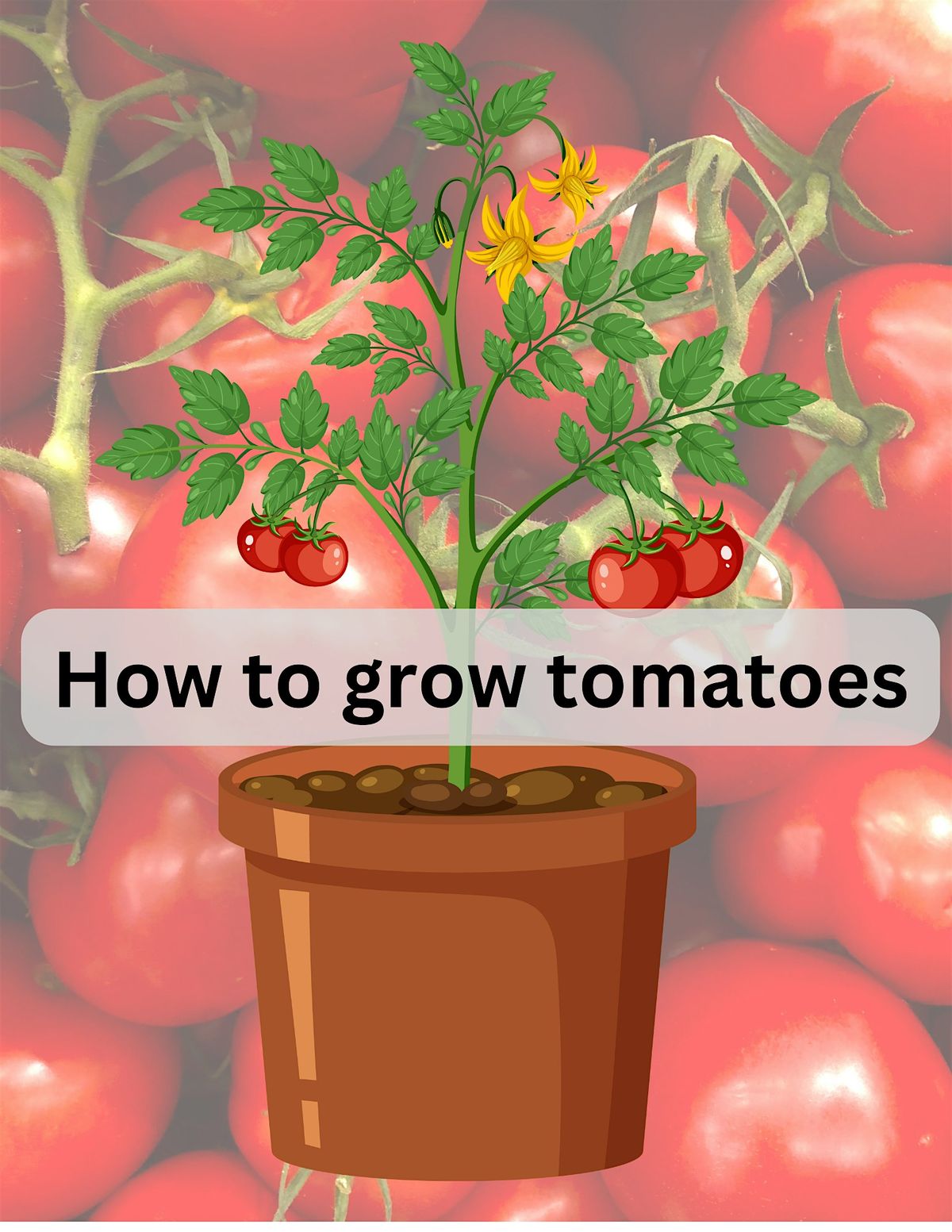 How to Grow Tomatoes