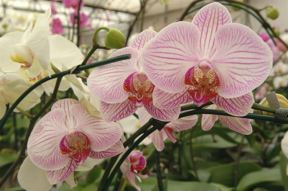 10-04-2025: Orchids for Beginners