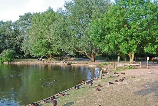 Walk & Talk - Needham Lake