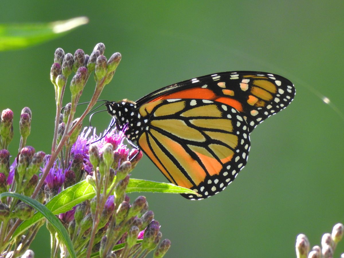 St. Croix Valley Master Naturalist Training