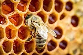 Introduction to Beekeeping