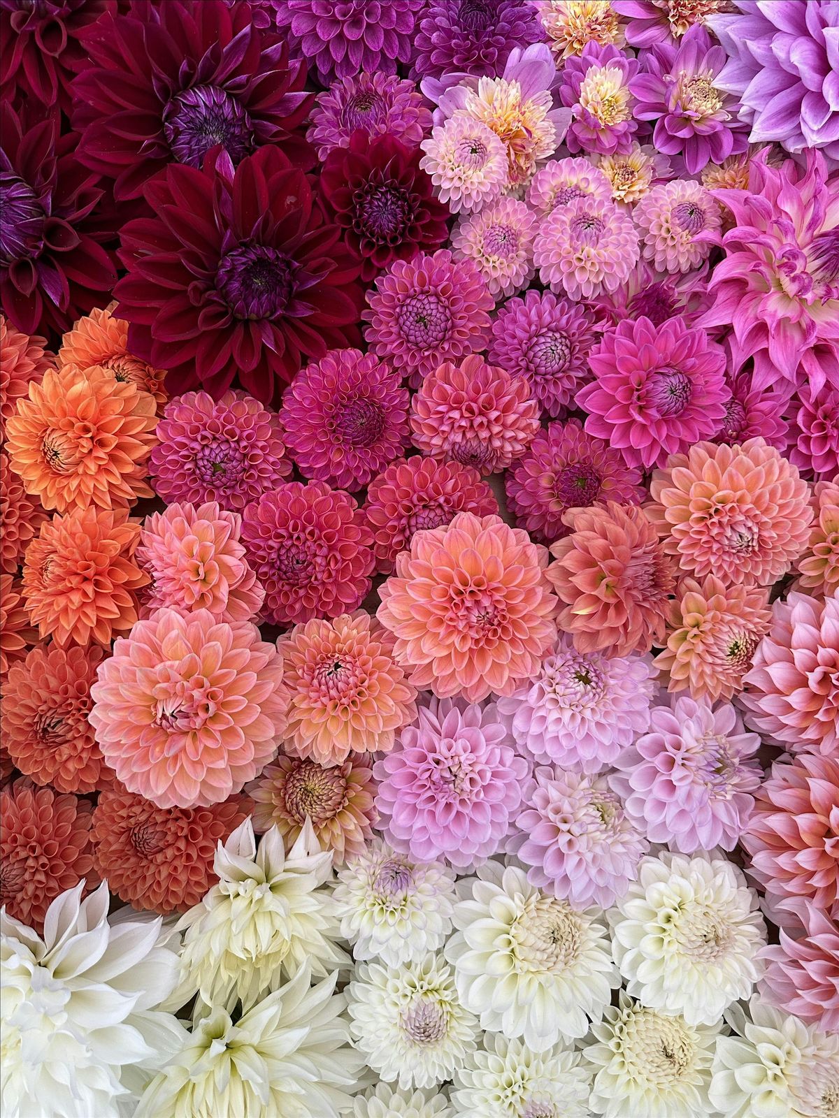 Blooming Garden Sound Bath