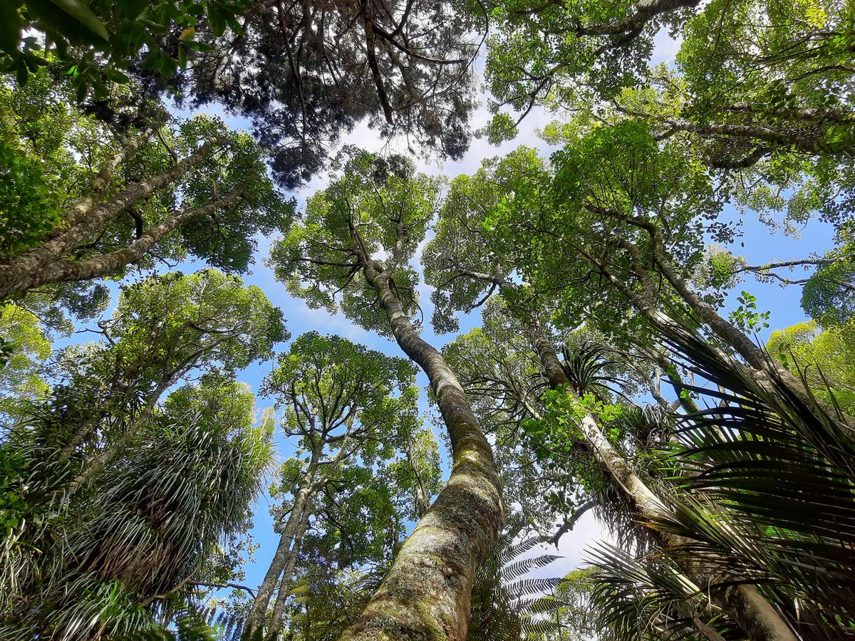 World Wetlands Day - wildlife and ecology tour of Rotokare\/Barrett Domain 