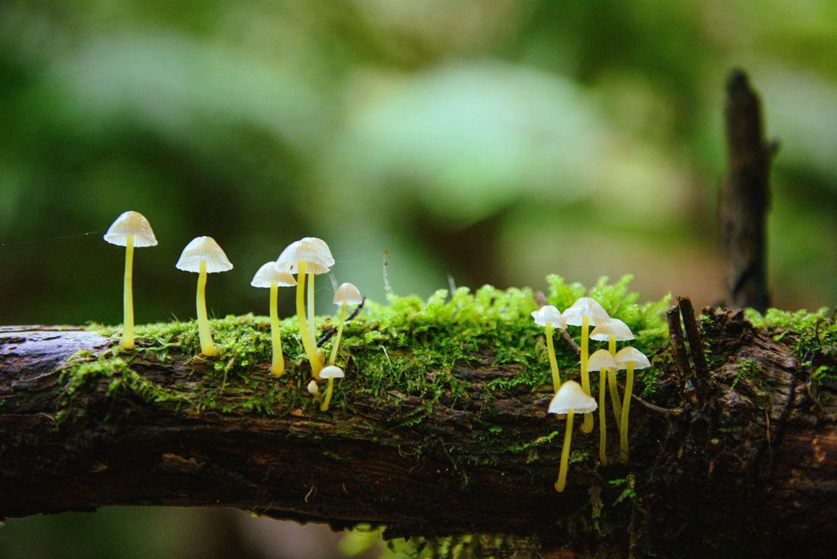 Get Your Fungi On - Shitake Mushroom Class