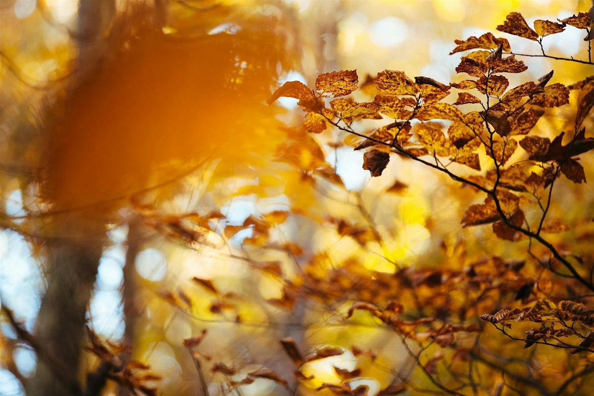 Unwind in the Woods: forest bathing at Salcey