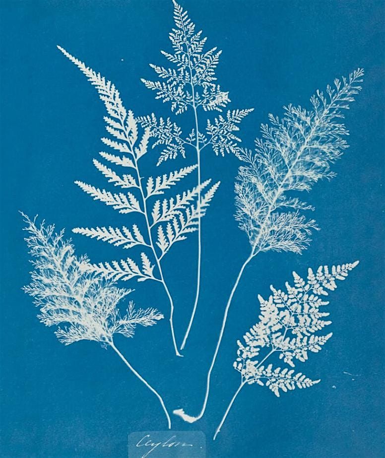Cyanotypes