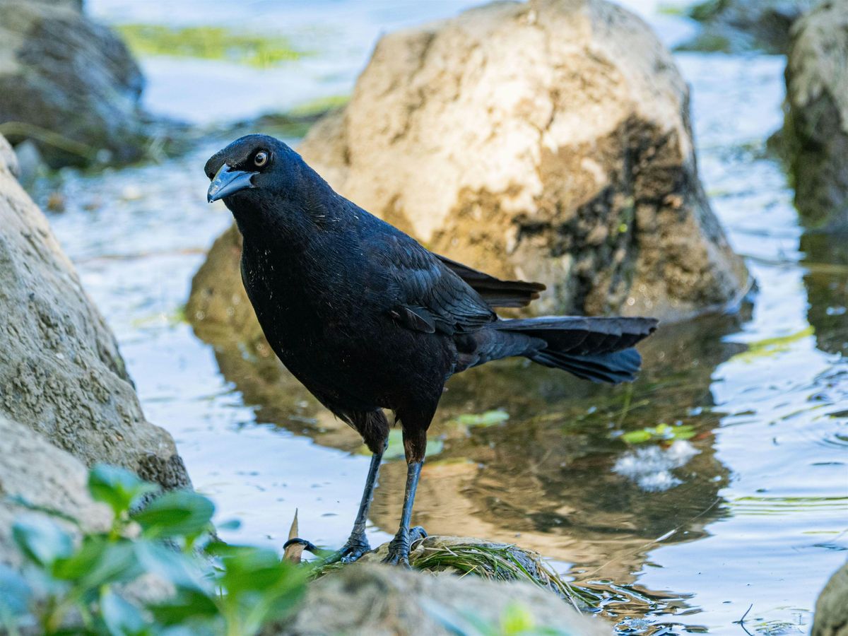 Hellyer County Park BioBlitz