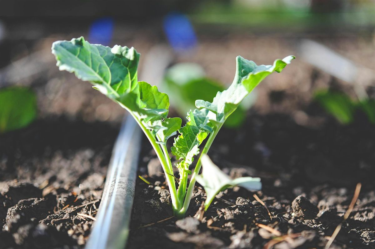 Small-Scale Irrigation Systems for Urban Growers