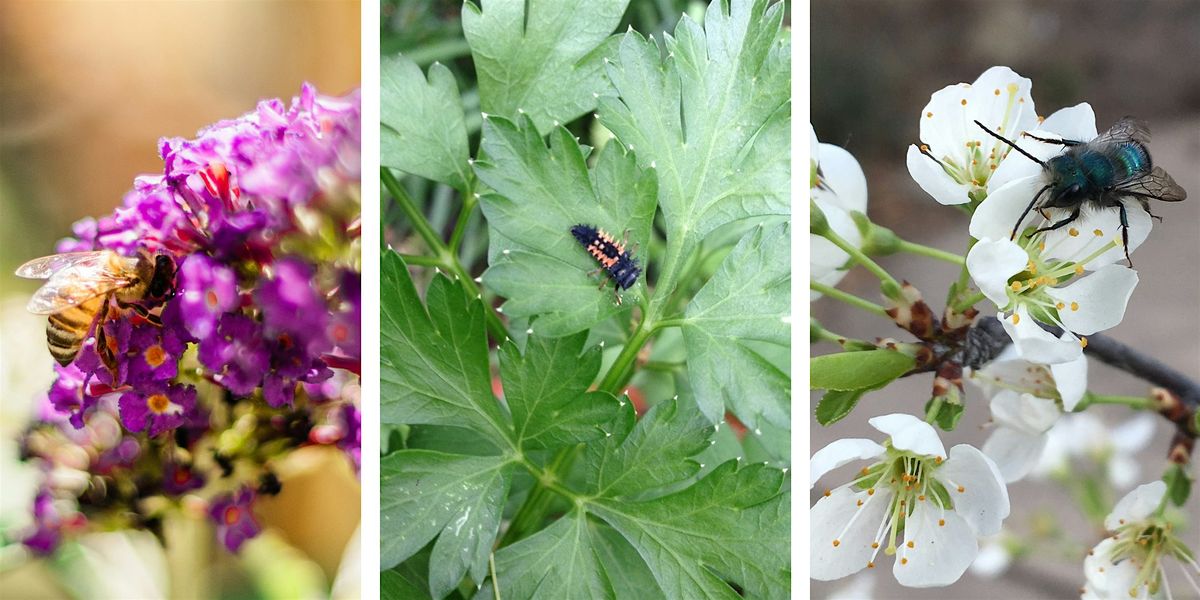 Dallas Organic Garden Club Meeting: Wildscape Your Yard