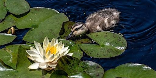 Lily & Lotus Wonder Wander w\/ Kindred Nature 9\/4 at 6pm