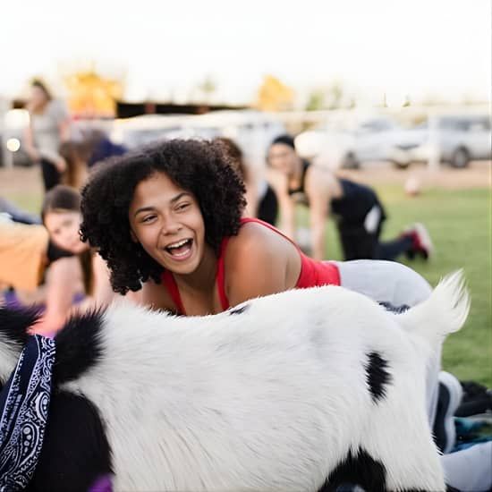 Goat and Alpaca Yoga Gilbert Arizona