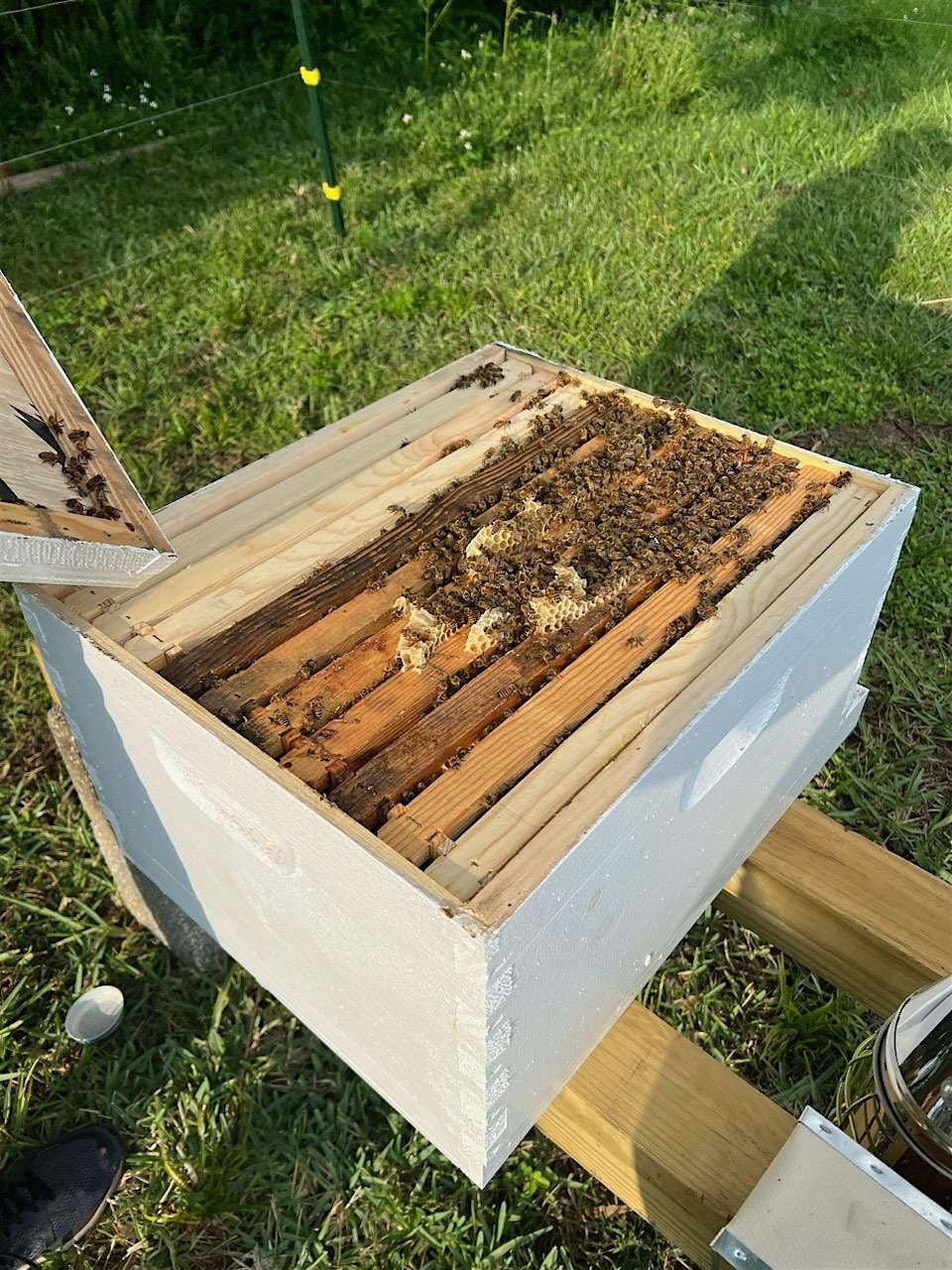 Beginning Beekeeper Workshop