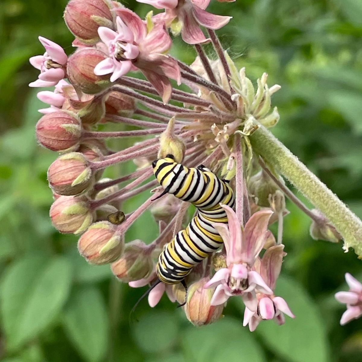 2024 Milkweed and Cookies - Vendor Fair and Native Plant Giveaway