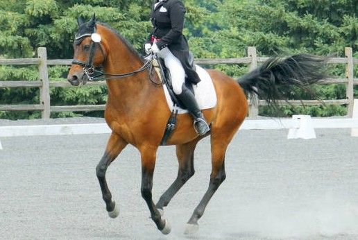 TSS Dressage