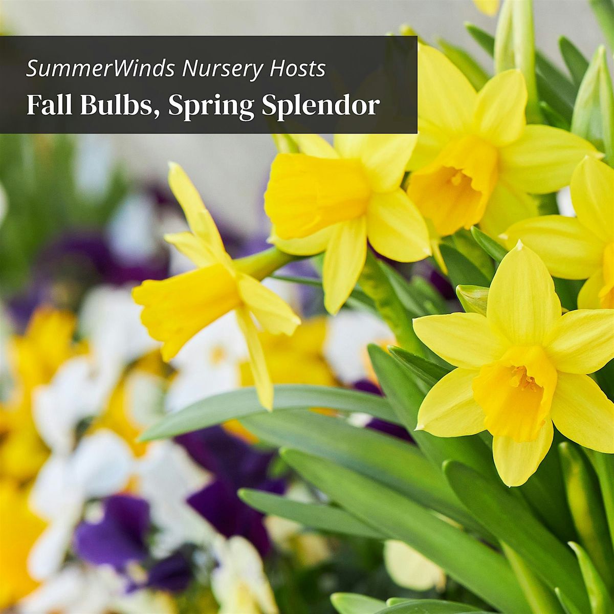 Fall Bulbs, Spring Splendor - Novato