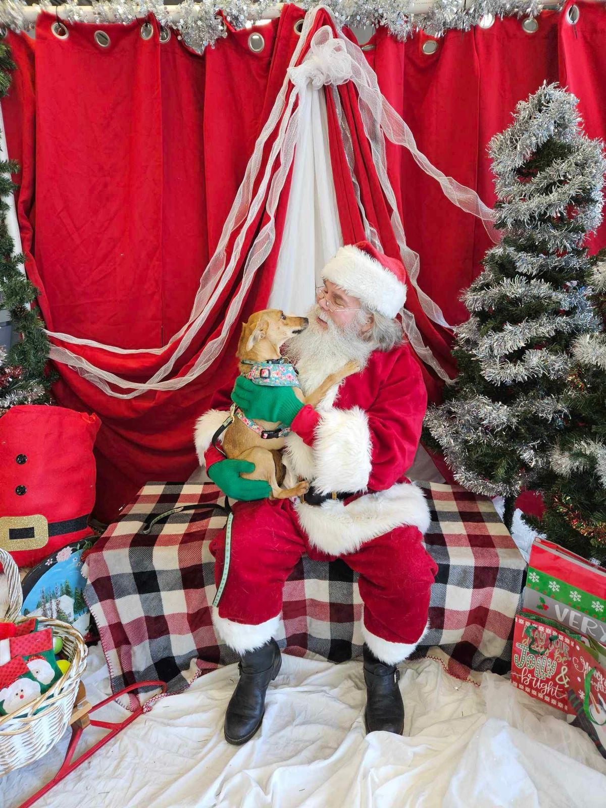 Pups with Santa \ud83c\udf85 \ud83d\udc3e