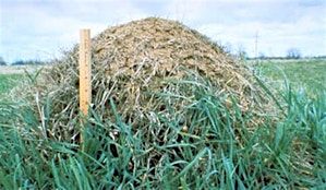 Fire Ant Control in Pastures - Davie