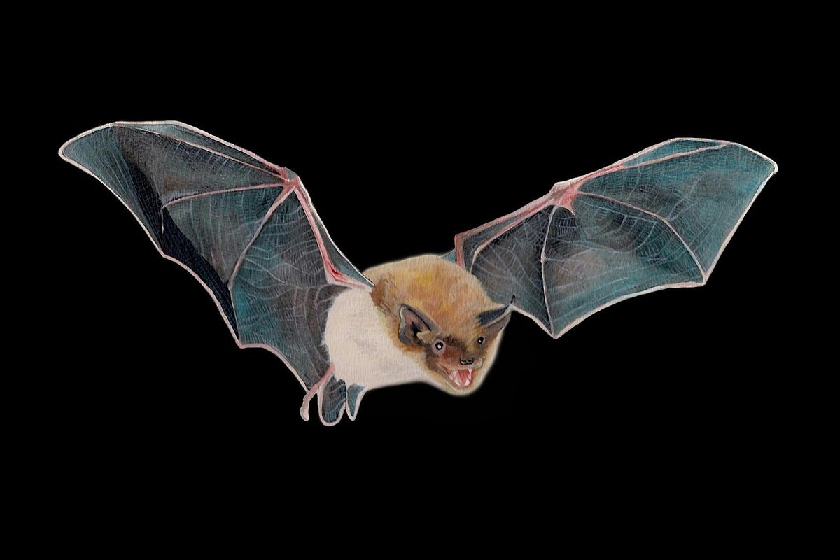 Summer Bat Walks 2025