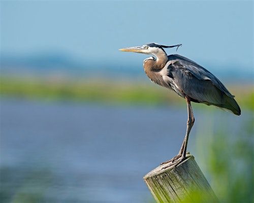 Birding Series: Florida Wetlands