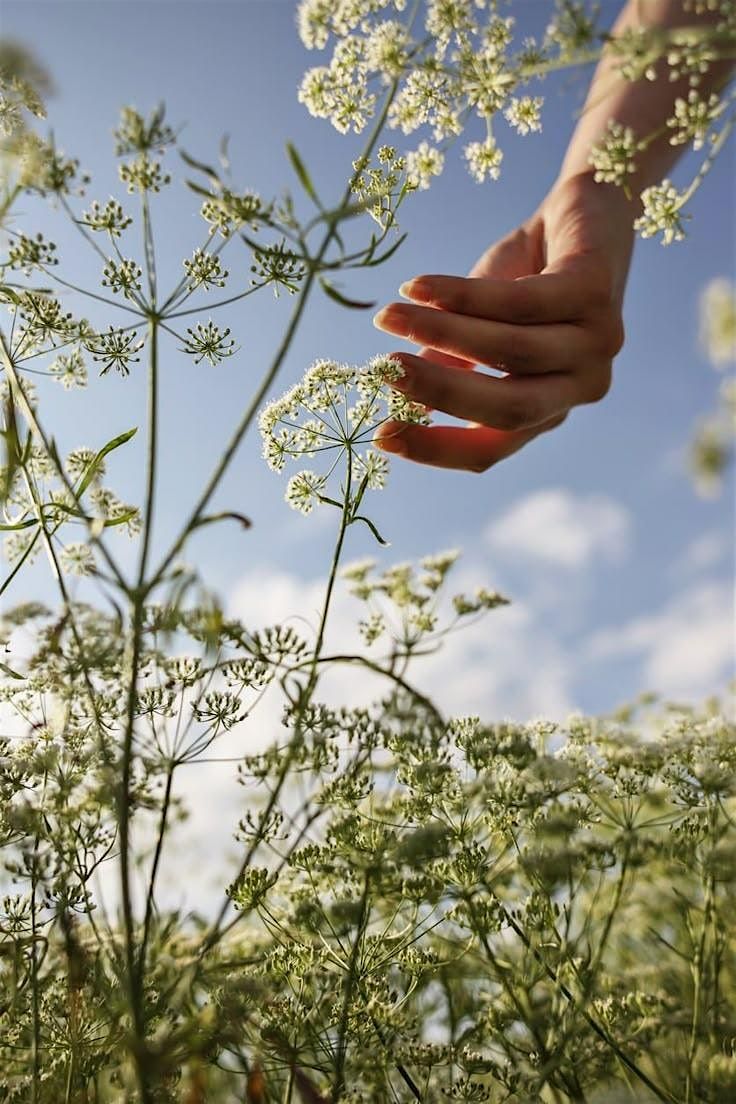 Discovering Medicinal Plants of the Fraser Valley