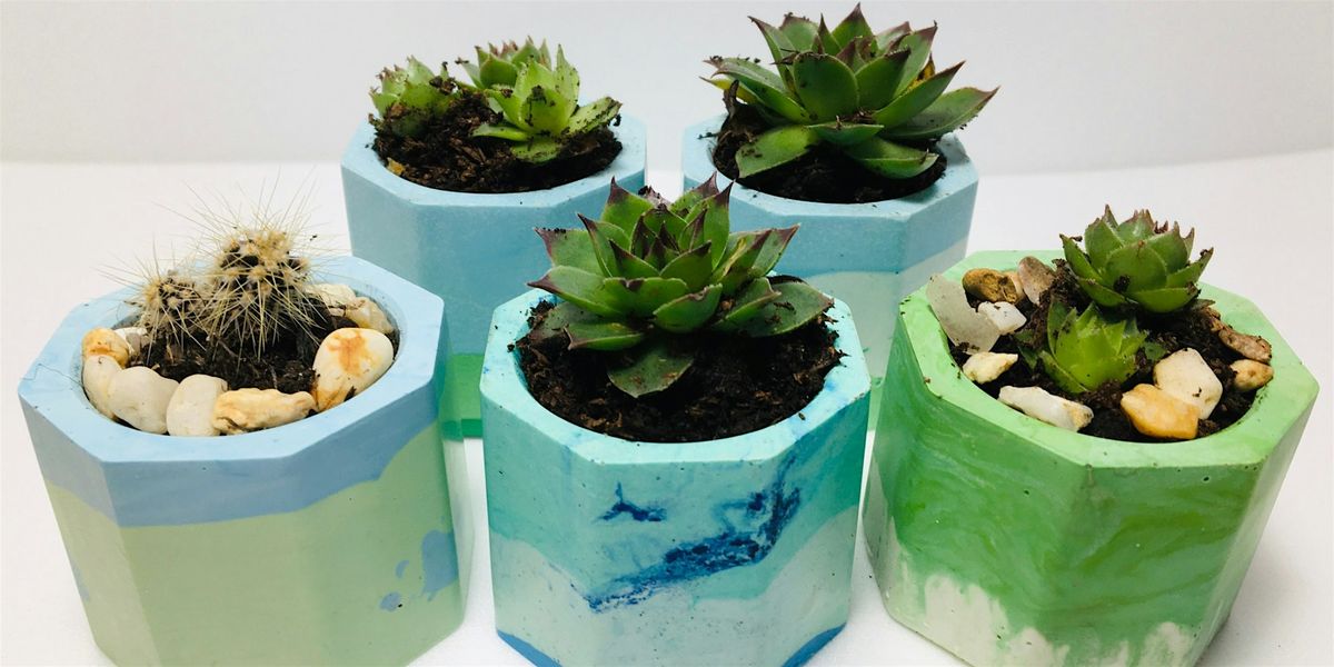 Jesmonite Pots and Succulents