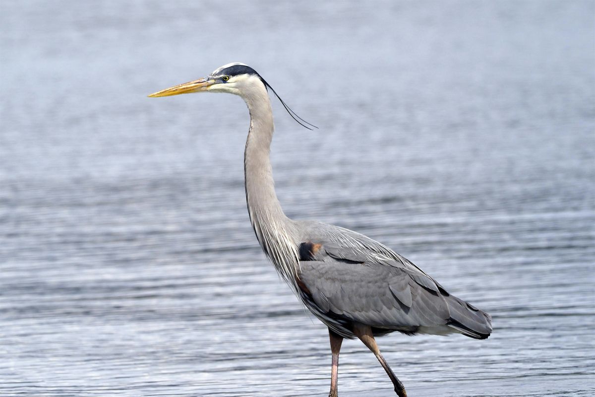 Palo Alto Baylands for Beginners\/Families