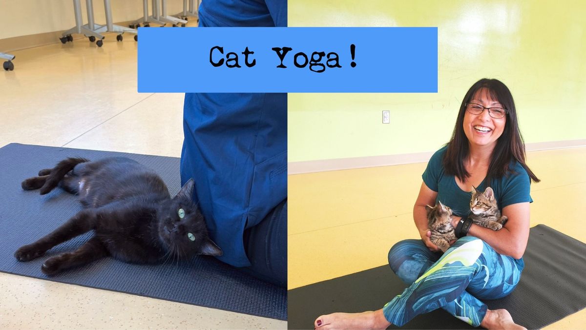 Cat Yoga!