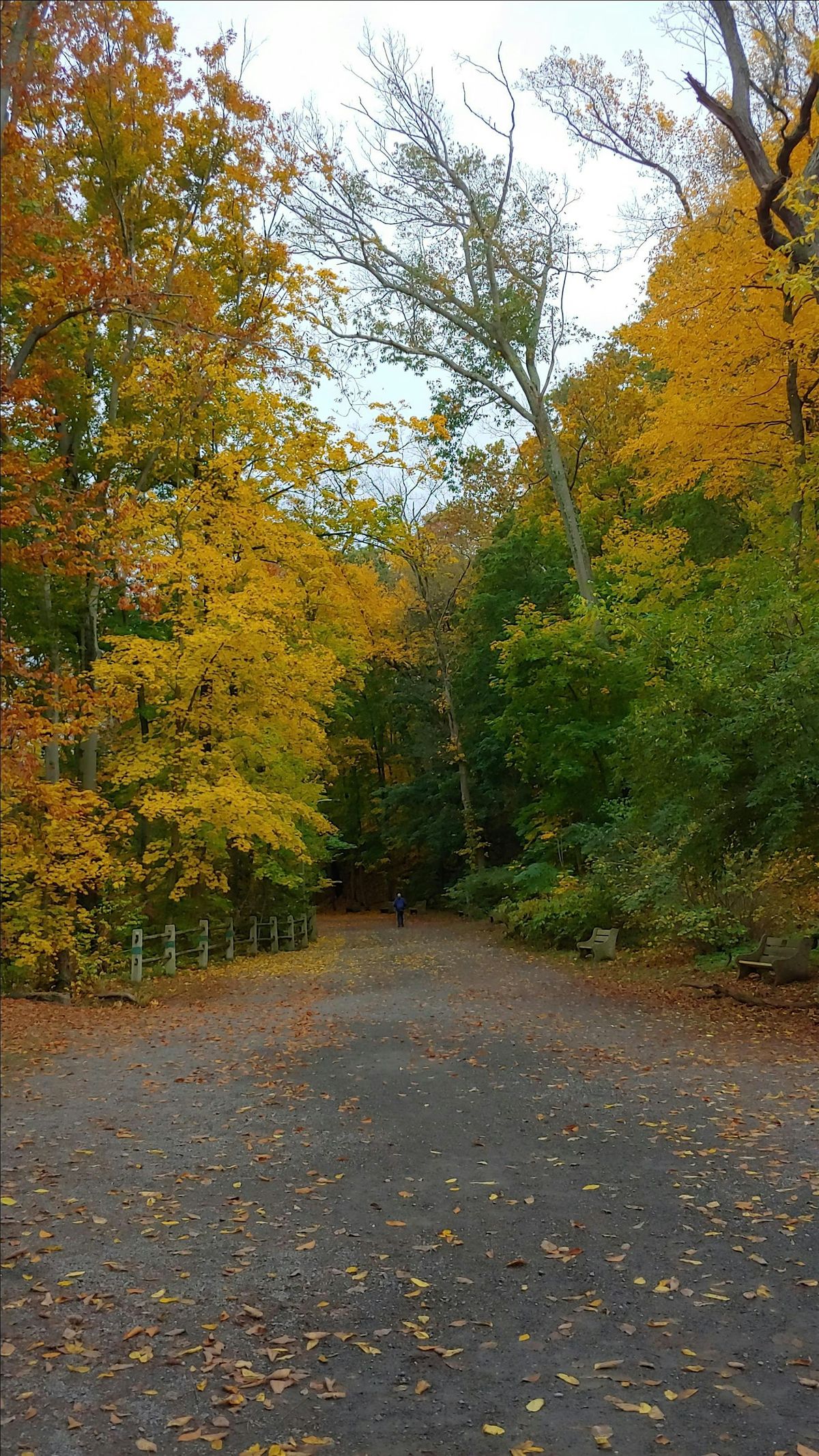 Fall Foliage and Tree ID Walk