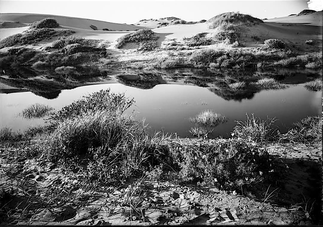 Nature Walk: Explore Sand Dune Habitat at San Francisco\u2019s Ocean Beach