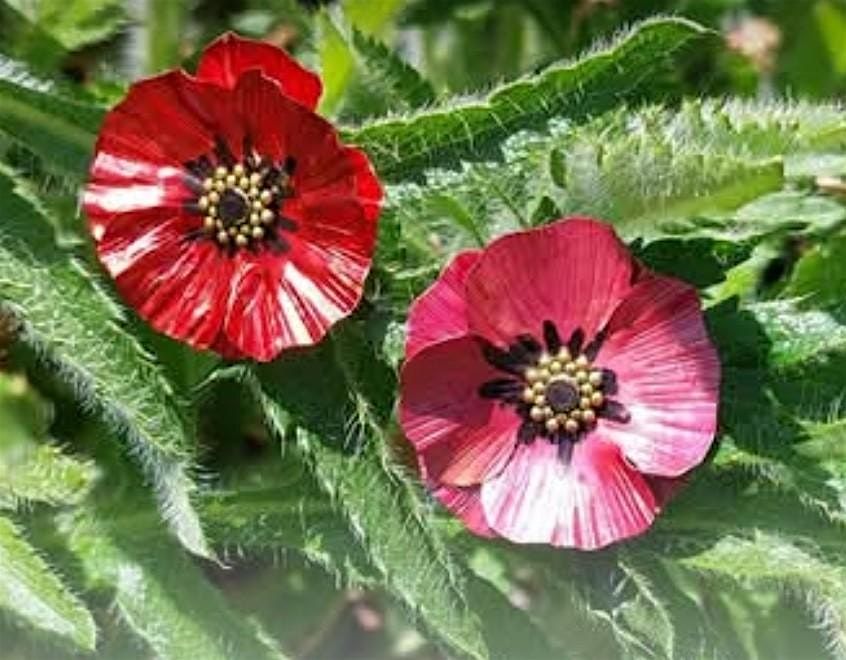 Copper Poppy pin class at The Vineyard at Hershey