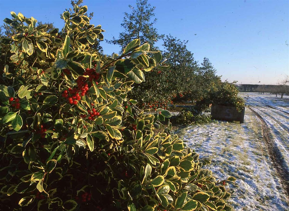 Holly Orchard Tour and Traditional Wreath Making Day