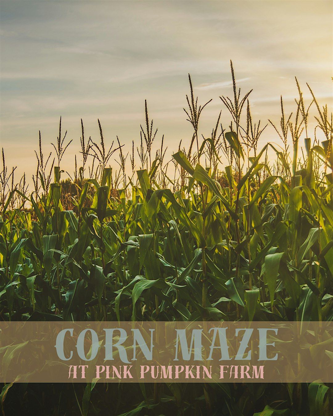 Magic at the Maze