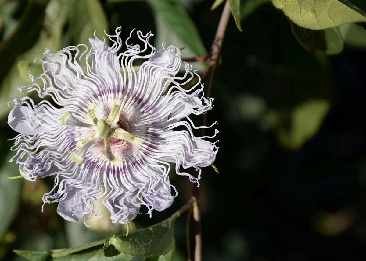 Fall Garden Celebration and Native Plant Sale
