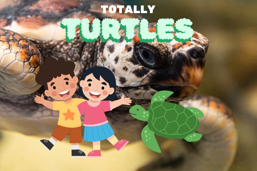 School Holiday Program - Totally Turtles