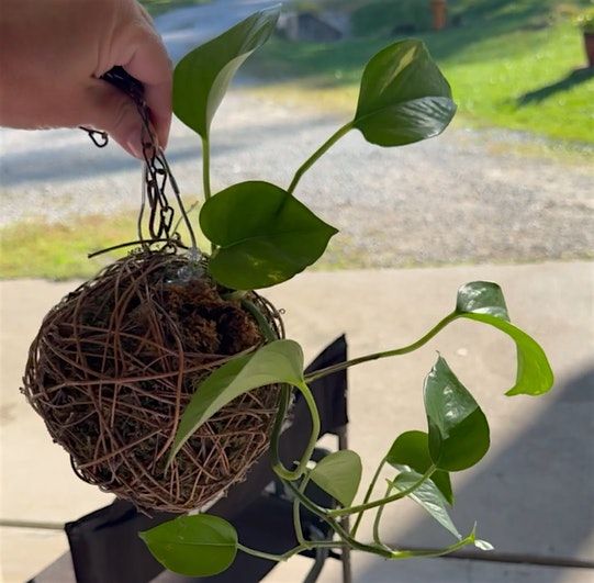 Kokedama Planter Class