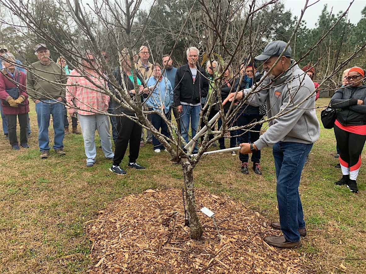 Fruit Tree Pruning Workshop