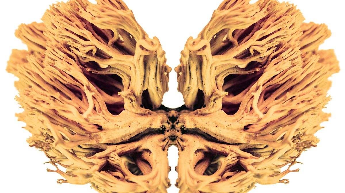 RADIO LSD - Albert Hofmann\u2019s trip